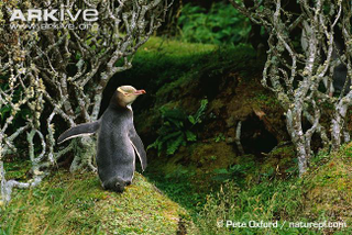 Illustration for article titled Flightless Friday - Megadyptes antipodes Edition